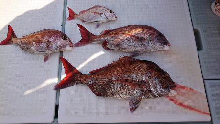 フィッシングボートACE（エース） 釣果