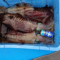 フィッシングボートACE(エース) 釣果