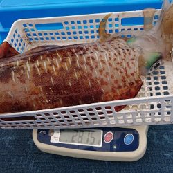 フィッシングボートACE(エース) 釣果