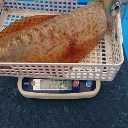 フィッシングボートACE(エース) 釣果