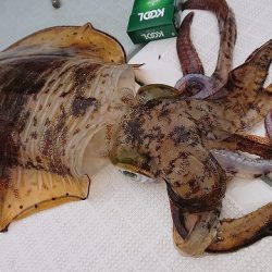 フィッシングボートACE(エース) 釣果