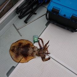 フィッシングボートACE(エース) 釣果