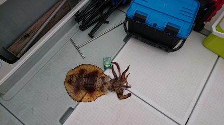 フィッシングボートACE(エース) 釣果