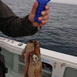 フィッシングボートACE(エース) 釣果