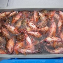 磯部釣船 直栄丸 釣果