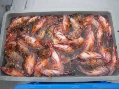 磯部釣船 直栄丸 釣果