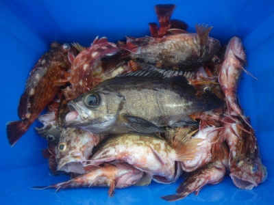 磯部釣船 直栄丸 釣果