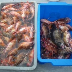 磯部釣船 直栄丸 釣果