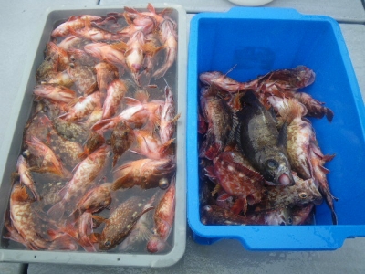 磯部釣船 直栄丸 釣果