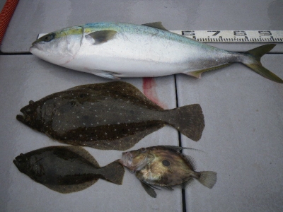 磯部釣船 直栄丸 釣果