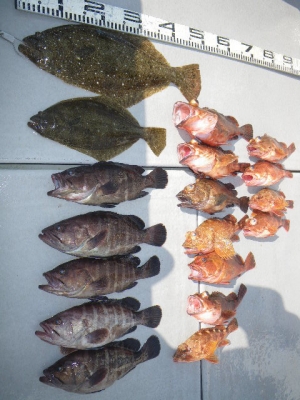 磯部釣船 直栄丸 釣果