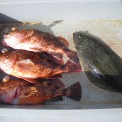 磯部釣船 直栄丸 釣果