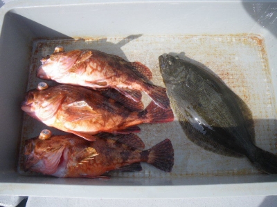 磯部釣船 直栄丸 釣果