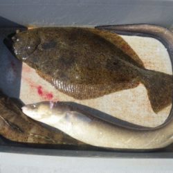 磯部釣船 直栄丸 釣果