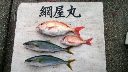 網屋丸 釣果