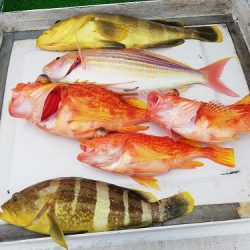 フィッシングボート空風(そらかぜ) 釣果