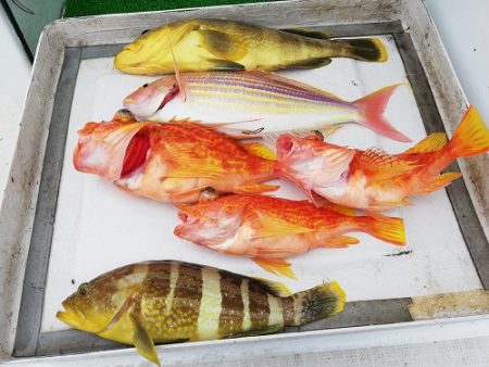 フィッシングボート空風（そらかぜ） 釣果