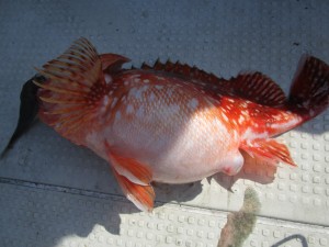 兼六丸 釣果