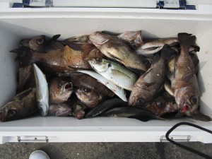 兼六丸 釣果
