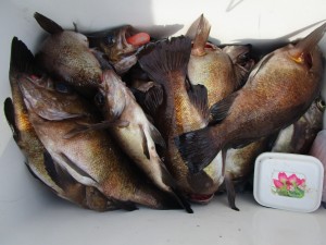 兼六丸 釣果