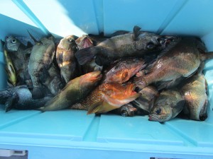 兼六丸 釣果