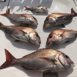 フィシングボートAir(エアー) 釣果