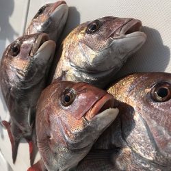 フィシングボートAir(エアー) 釣果