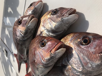 フィシングボートAir(エアー) 釣果