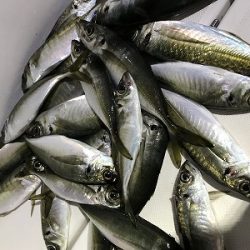 フィシングボートAir(エアー) 釣果