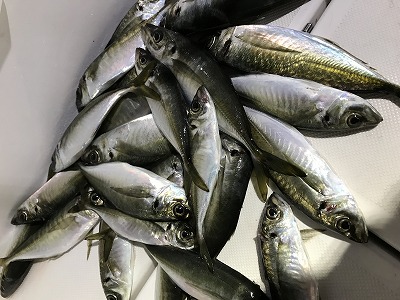 フィシングボートAir(エアー) 釣果