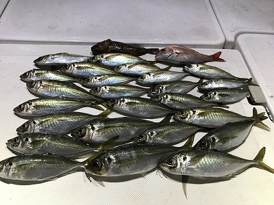 フィシングボートAir(エアー) 釣果