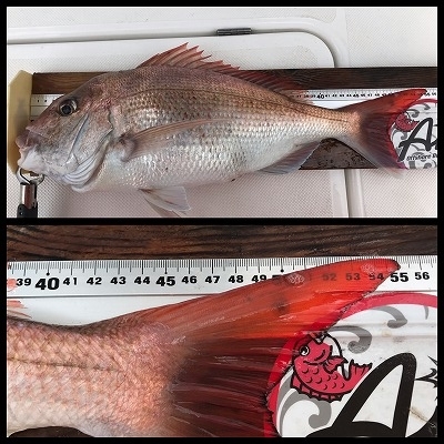 フィシングボートAir(エアー) 釣果