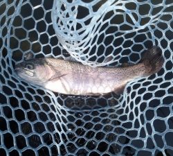 朝霞ガーデン 釣果