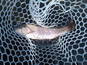 朝霞ガーデン 釣果