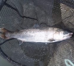 朝霞ガーデン 釣果