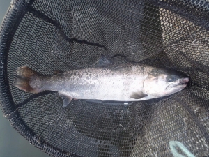 朝霞ガーデン 釣果