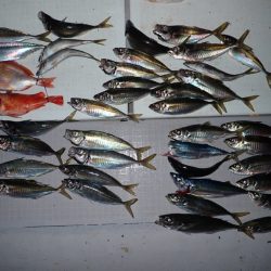 Aquanaut(アクアノート) 釣果