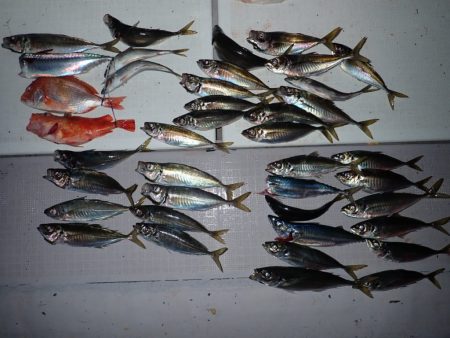 Aquanaut(アクアノート) 釣果