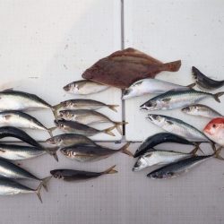 Aquanaut（アクアノート） 釣果