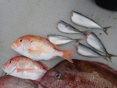 Aquanaut（アクアノート） 釣果