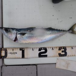 Aquanaut（アクアノート） 釣果