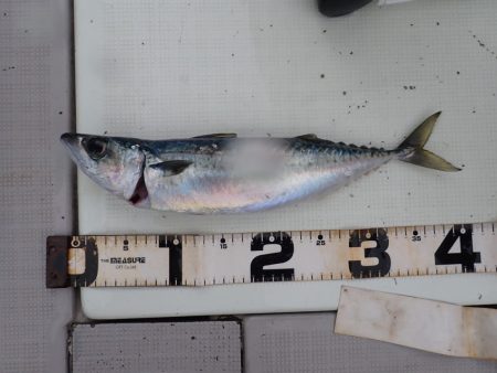 Aquanaut（アクアノート） 釣果