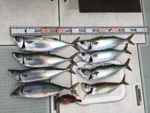 さぶろう丸 釣果