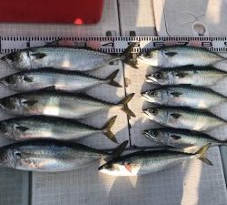 さぶろう丸 釣果