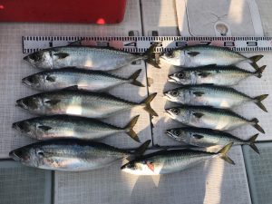 さぶろう丸 釣果