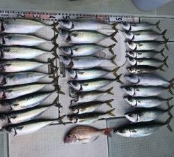 さぶろう丸 釣果