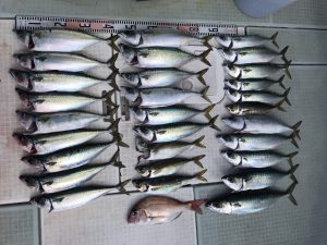 さぶろう丸 釣果