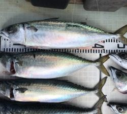 さぶろう丸 釣果