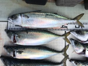 さぶろう丸 釣果