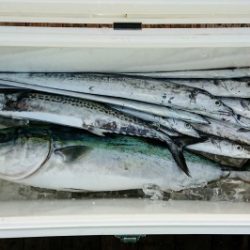 火遠理丸(ほおりまる) 釣果